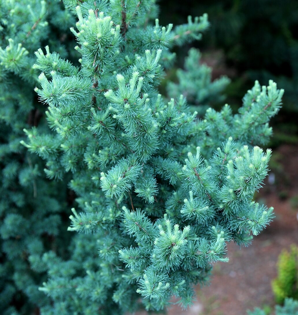 Larix laricina Tharandt