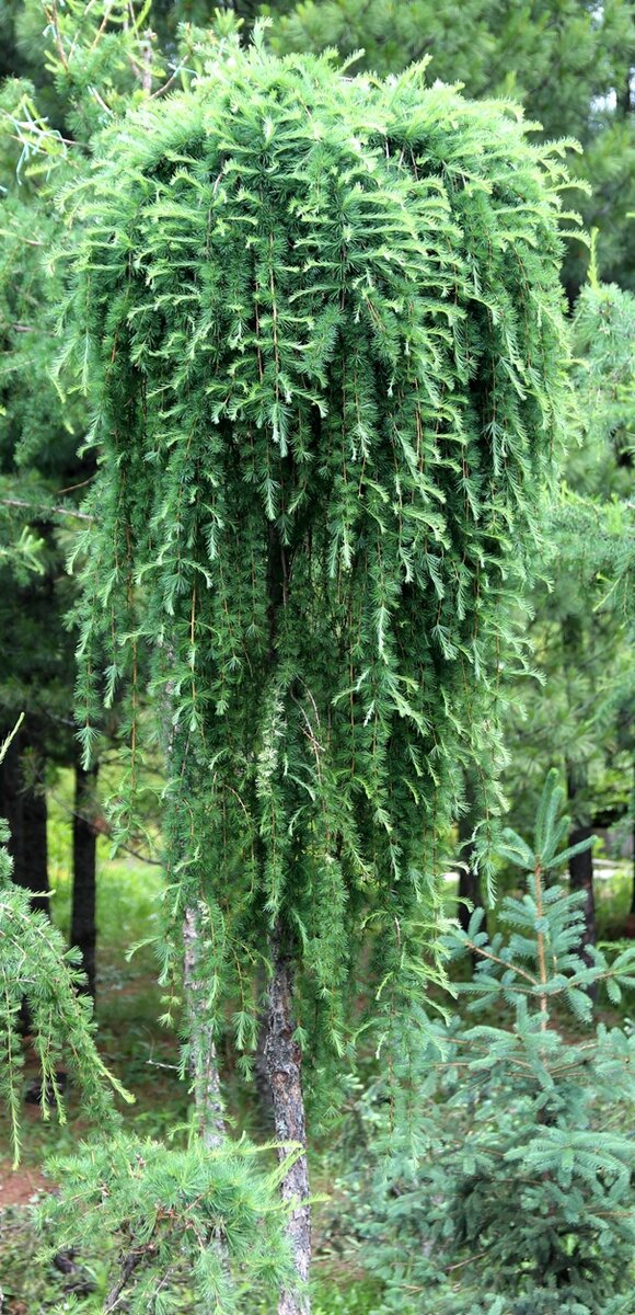 Готовый продукт: 8-летняя прививка на 3-метровом штамбе, подвой обрезан полностью, крона прививки идеального размера и состояния. 