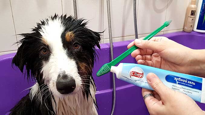 Как часто нужно чистить зубы собаке?