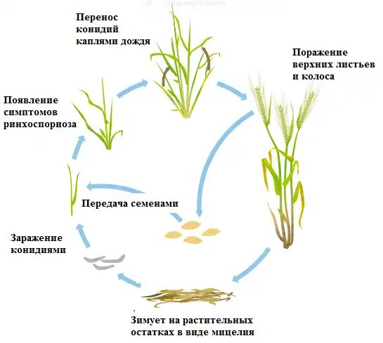 Рис. 1. Жизненный цикл грибов-возбудителей ринхоспориоза