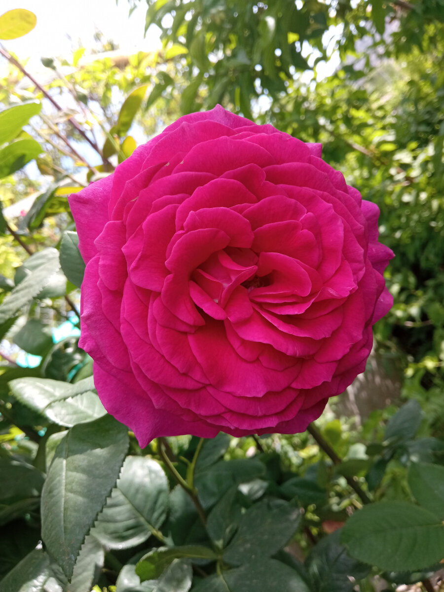 Биг Пурпле. Фото автора.