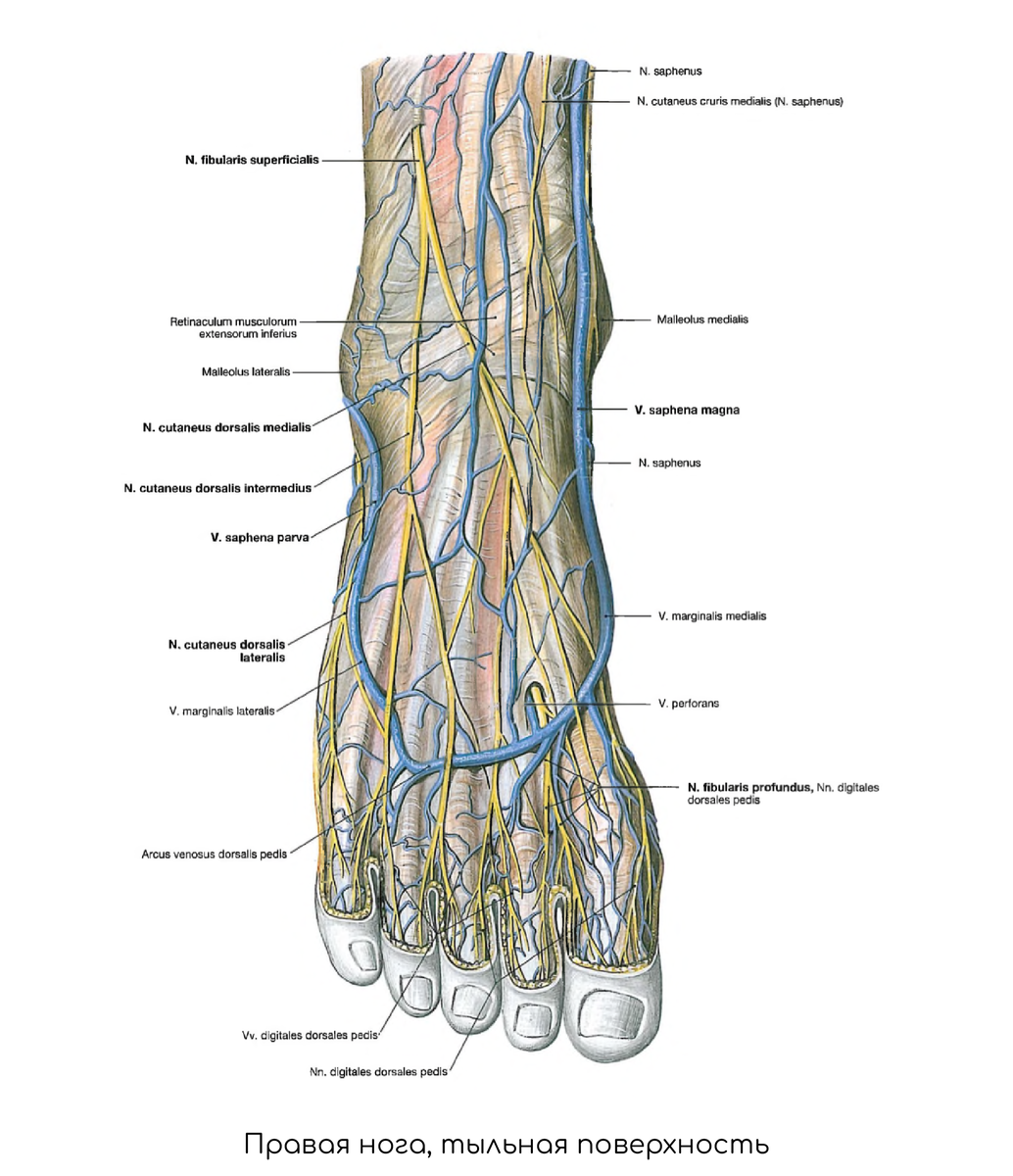 Артерия дорсалис педис проекция. Тыльная артериальная дуга стопы. Основные артерии стопы