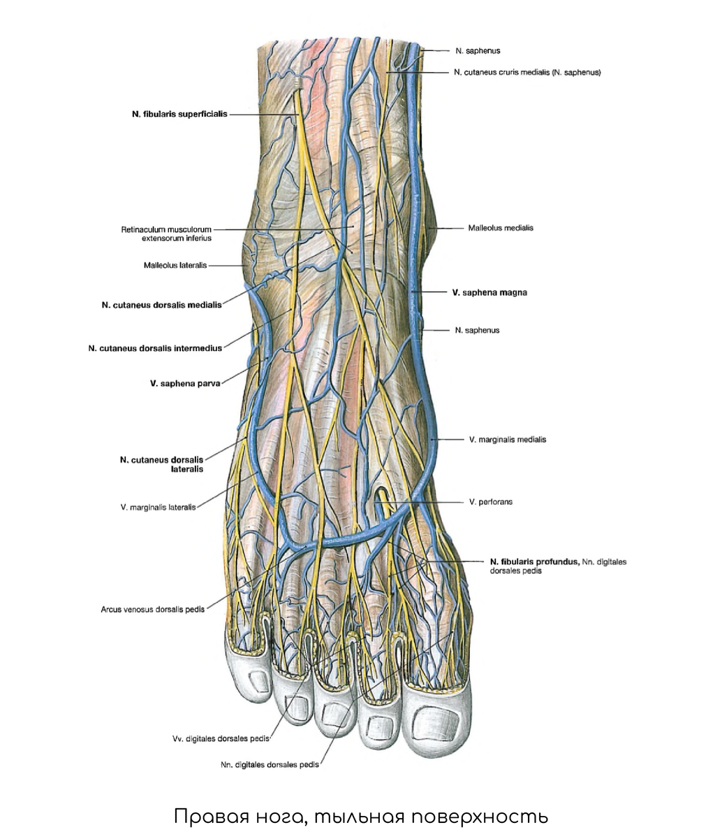 Артерия circumflexa femoris medialis