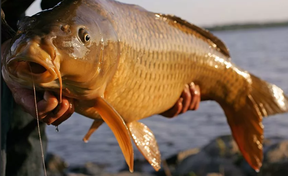 Carp. Короп рыба. Сазан фото. Сазан живой. Фотографии карпа.