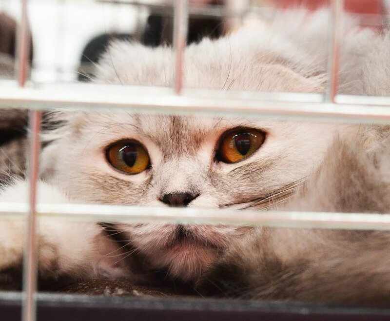 Кошка приюта. Изображение samsung с сайта Pixabay