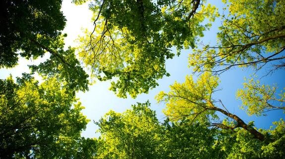    Фото: canva.com