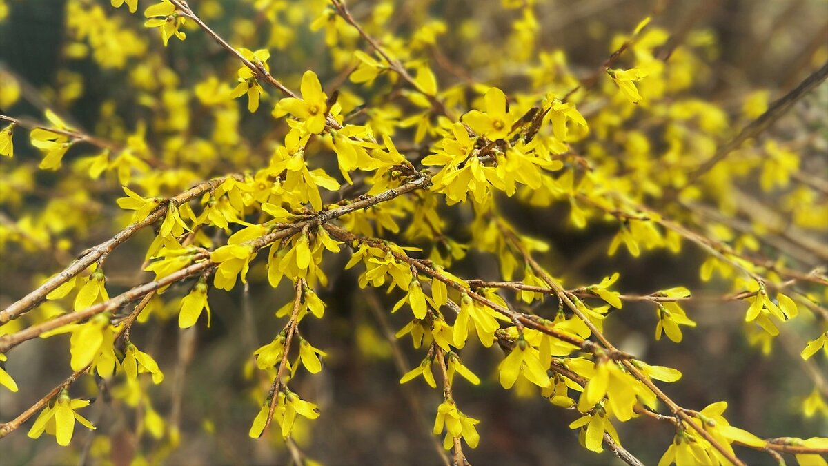 Как вырастить форзицию?🍁🌼