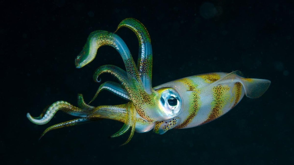 Головоногий. Адский вампир глубоководный моллюск. Кальмар тип животных. Кальмар lolliguncula brevis. Кальмар тип животных.