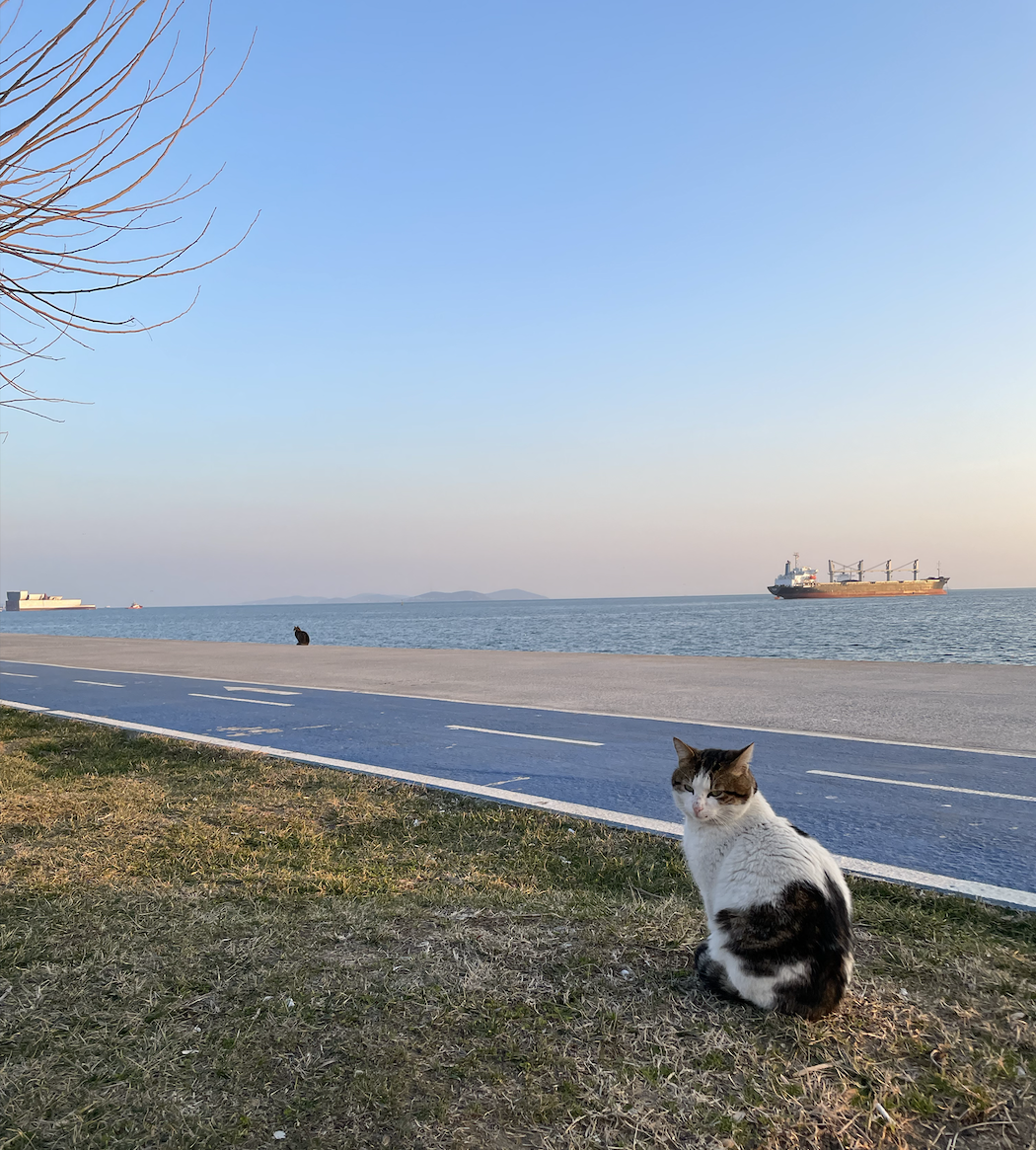 теперь эта кошка станет популярней 