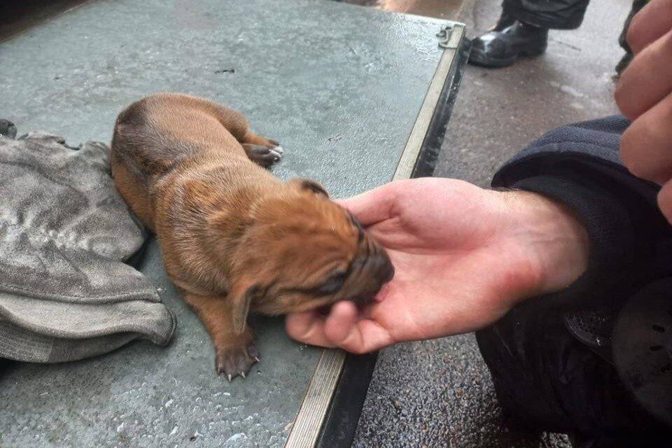 Сколько выносят собаки