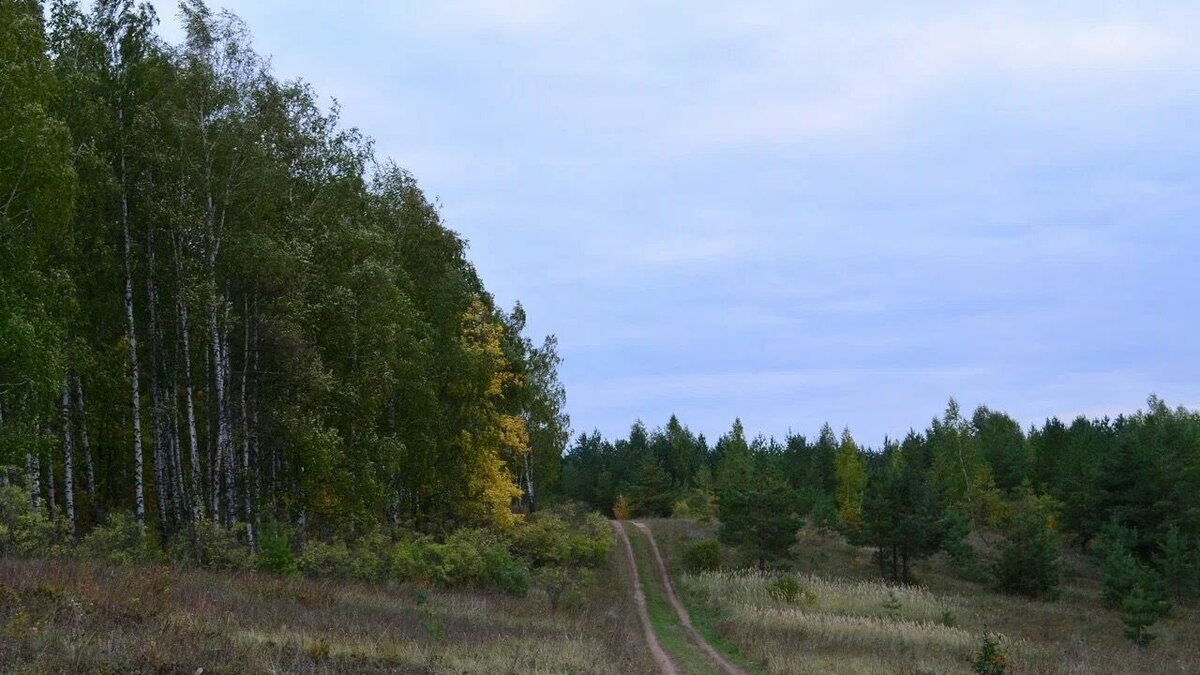     В Казани в 2023 году высадят 1 408 деревьев и кустарников за 21,7 млн рублей. «Горводзеленхоз» ищет, кто поставит предприятию черенки для этого. Соответствующая информация содержится в документации двух тендеров на портале госзакупок.