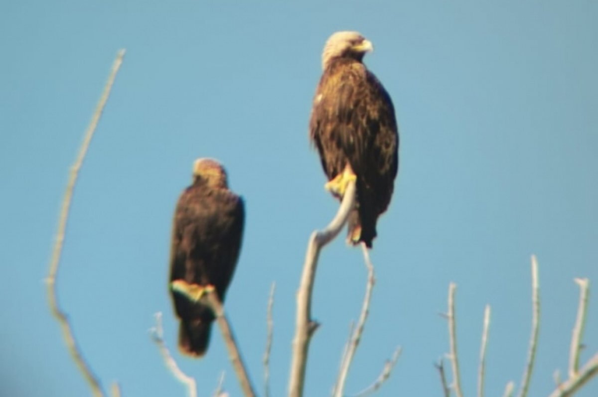    В Башкирию вернулась пара краснокнижных орлов-могильников