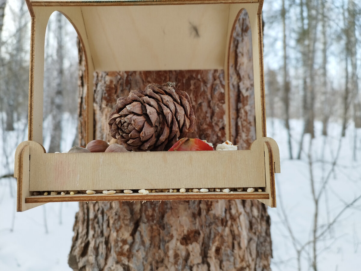 Орешки для белочки. Фото из личного архива автора