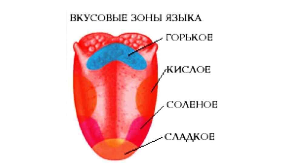 Зона языка отмеченная на рисунке цифрой 2