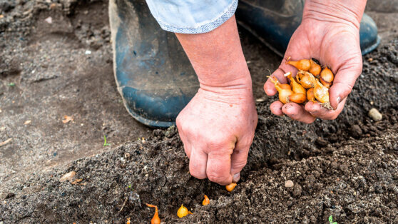    Когда сеять и высаживать в грунт лук по лунному календарю: советы дачникам Татьяна Сидорова