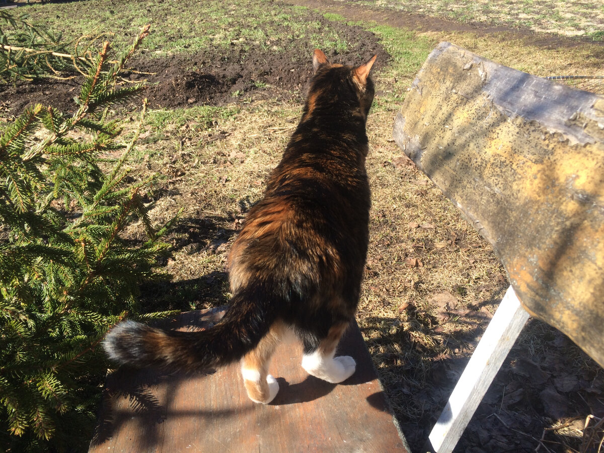 Василиса на улице. Фото автора