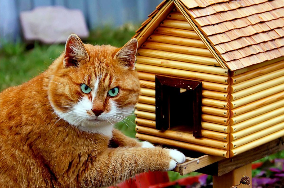 Дома живет кот. Домик для котика. Кот в скворечнике. Коты в домике. Смешные домики.