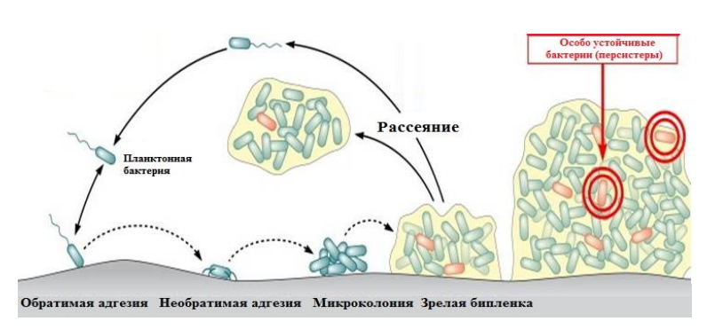 Стадии формирования биопленок [D. Lebeaux et al., 2014].