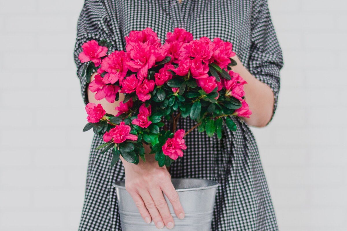     Выращиваем азалию в саду: тонкости ухода