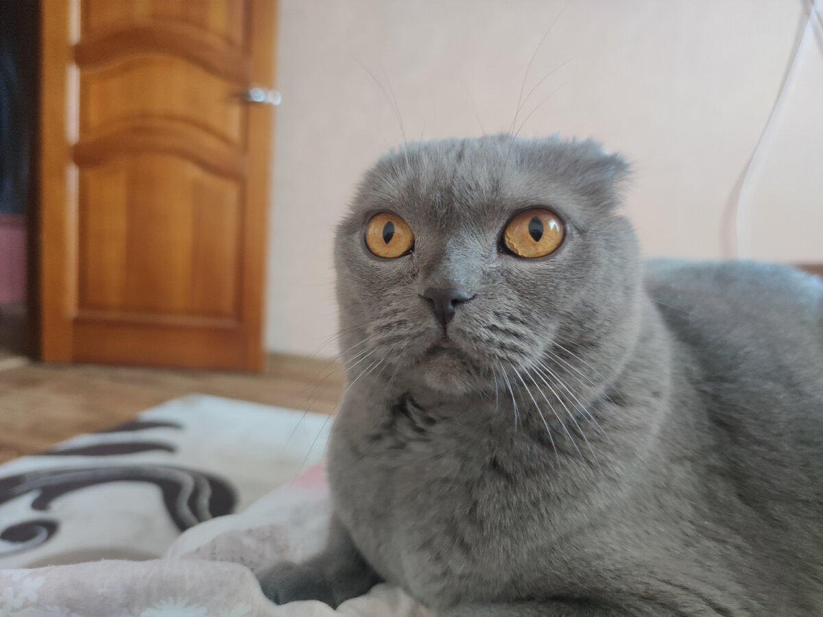 Батя в шоке дзен. Батя в шоке дзен
