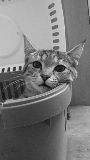 любимая переноска Дуси, она всегда в ней спала