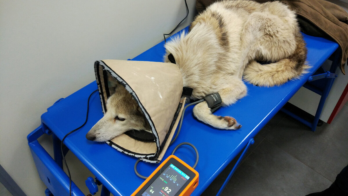 Лиза на первичном осмотре.