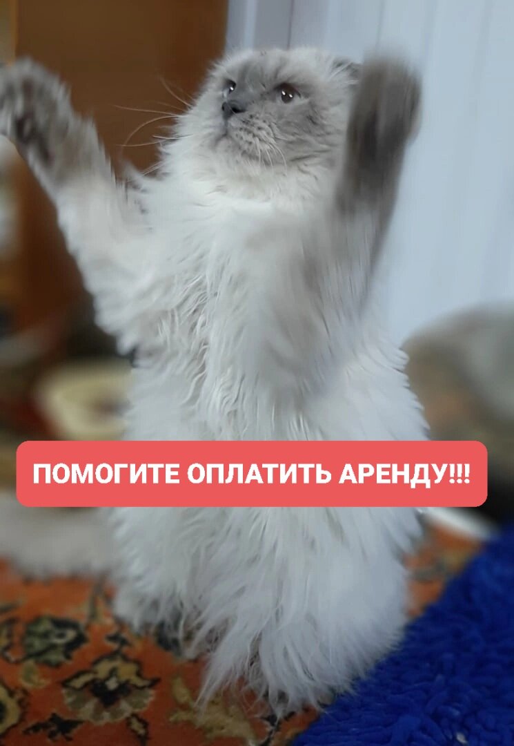 Наш Костик