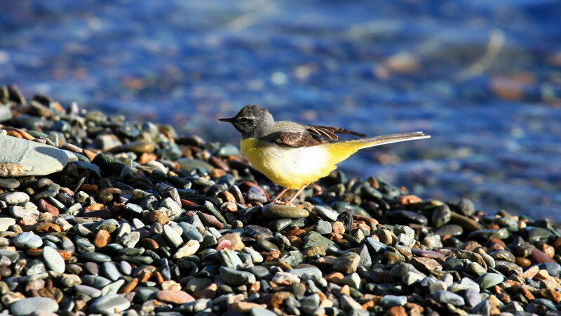     Весенние птицы Алтайский биосферный заповедник
