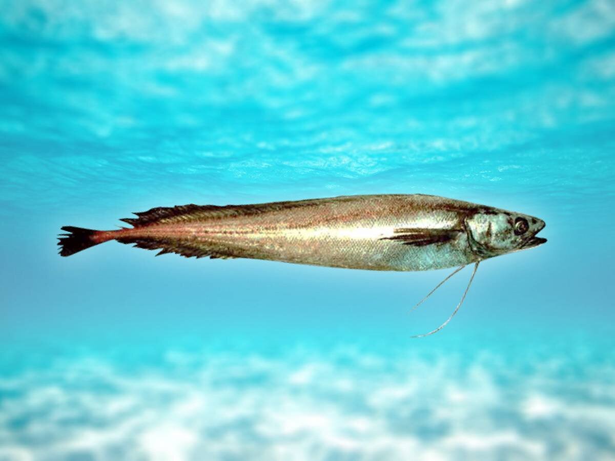 Рыба лемонема - описание полезных свойств с фото; применение её в рецептах