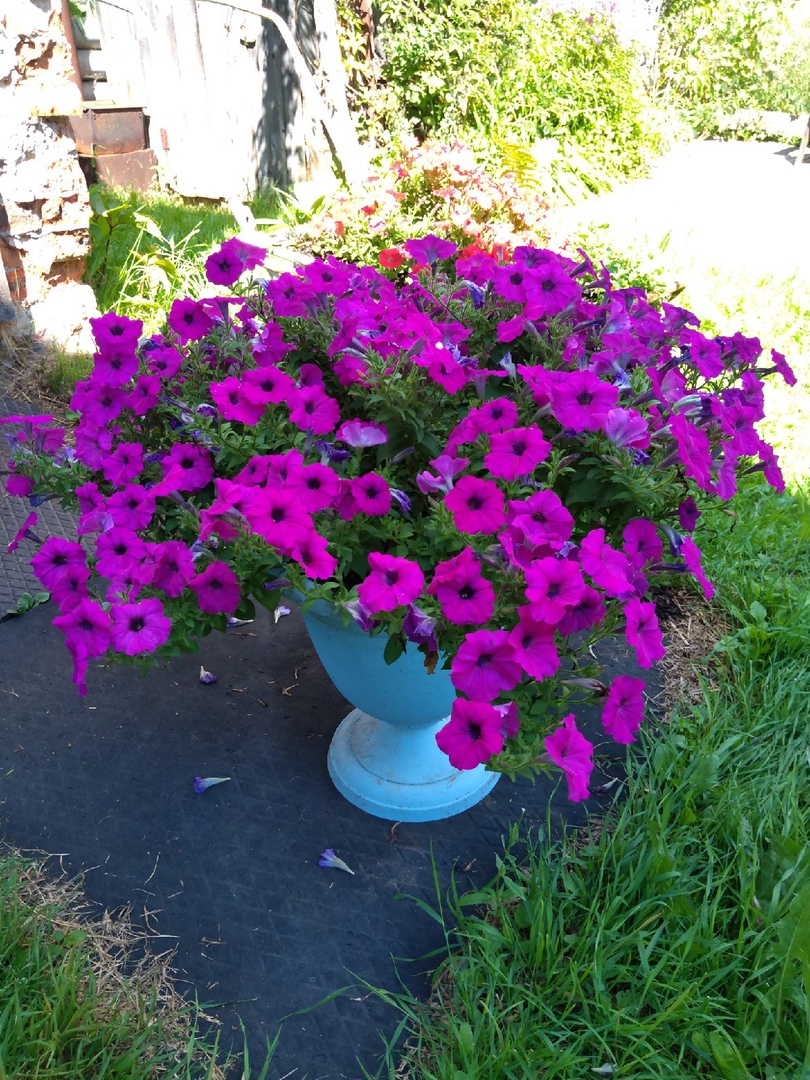 Пикколино сиреневая