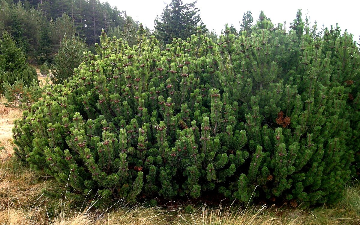 Сосна горная (Pinus mugo) | Декоративные древесные растения для Сибири |  Дзен