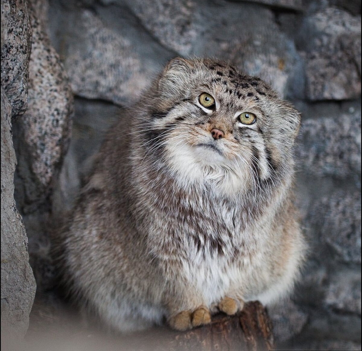 Кот манул в домашних условиях