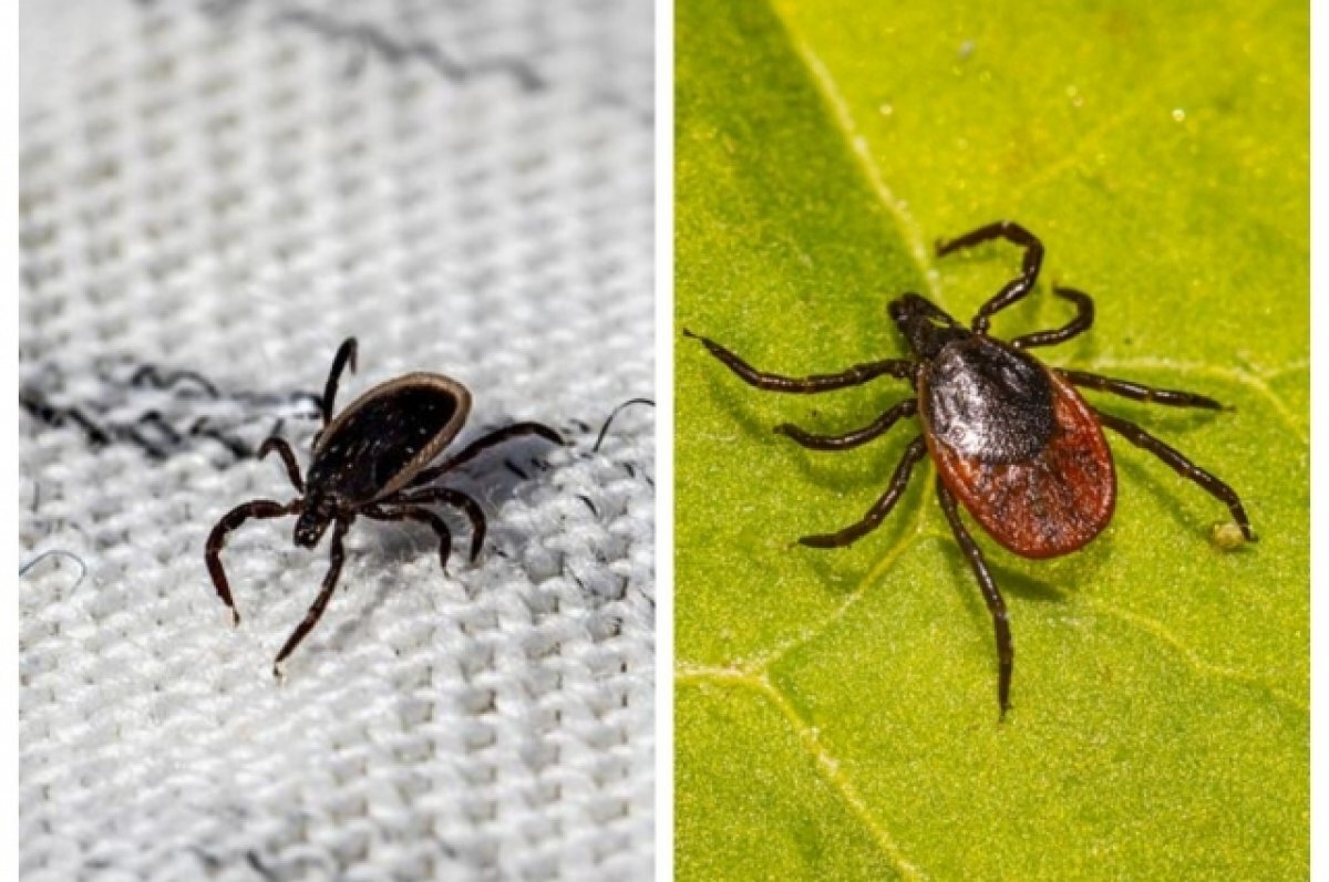    Липецкие места отдыха начали обрабатывать от клещей