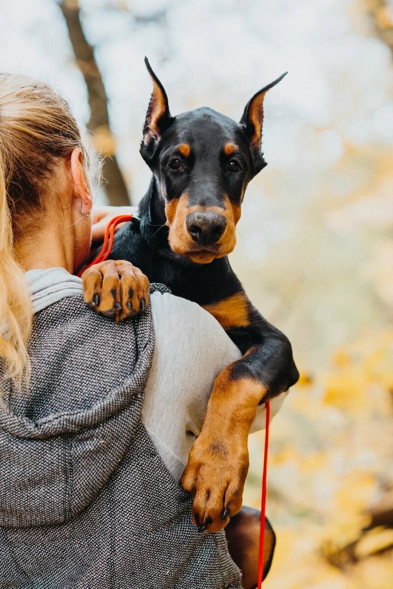 Как выбрать щенка добермана. Часть 1 | laralove_doberman | Дзен