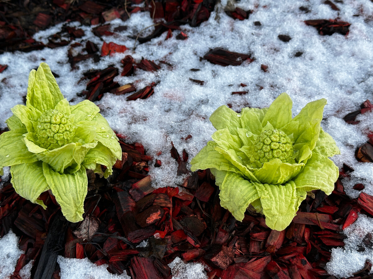 Самое время сбора урожая соцветий белокопытника.