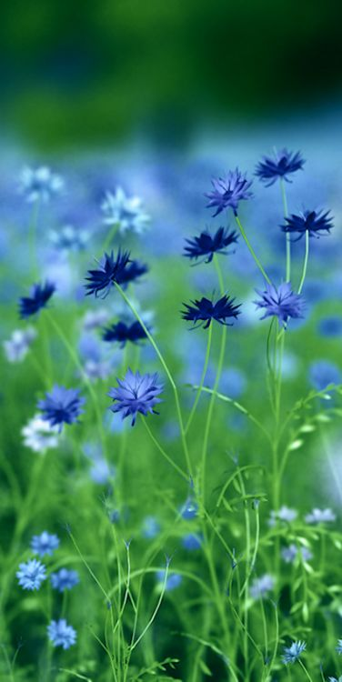 рандомная картинка