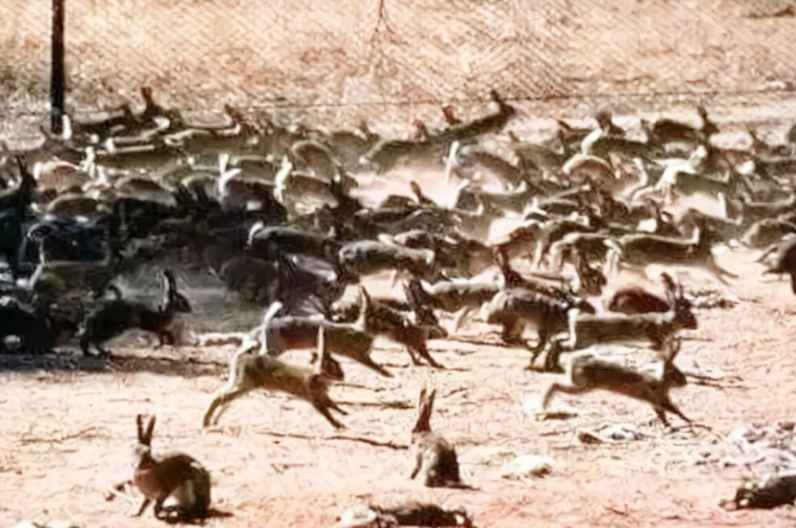 Насекомые на пляже. Нашествие саранчи. Саранча 2022. Нашествия животных. Рой саранчи.