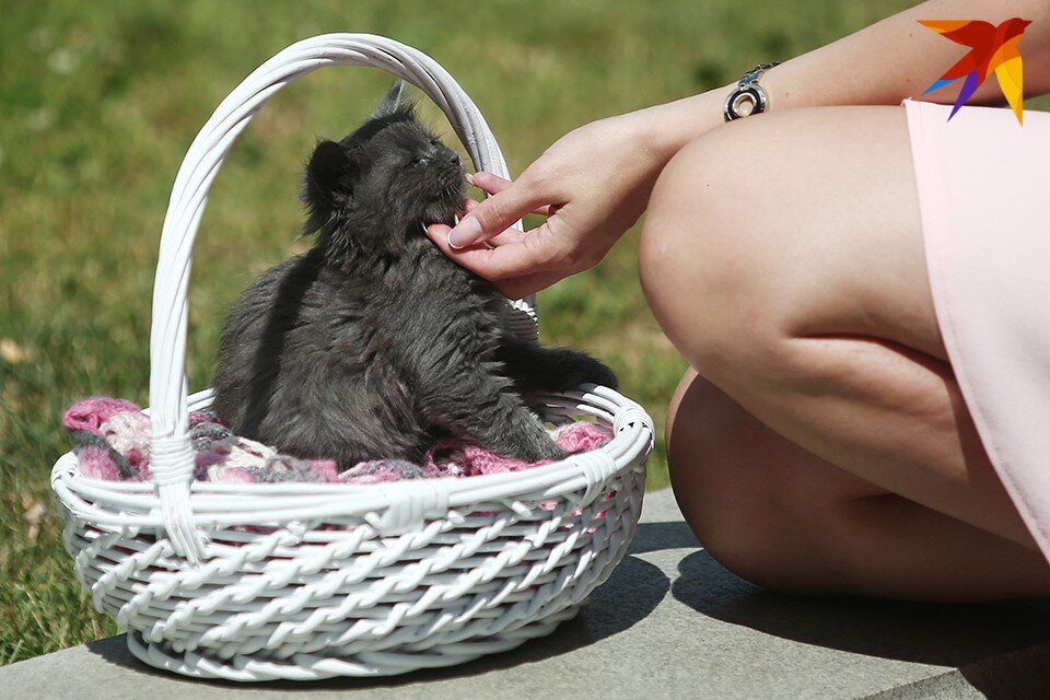     Место кота в корзинке, на диване, на руках, но никак ни в машинном отсеке авто. Павел МАРТИНЧИК