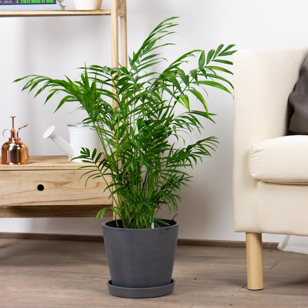 Хамедорея изящная прекрасно освежает интерьер. Фото с сайта: https://pro-dachnikov.com/