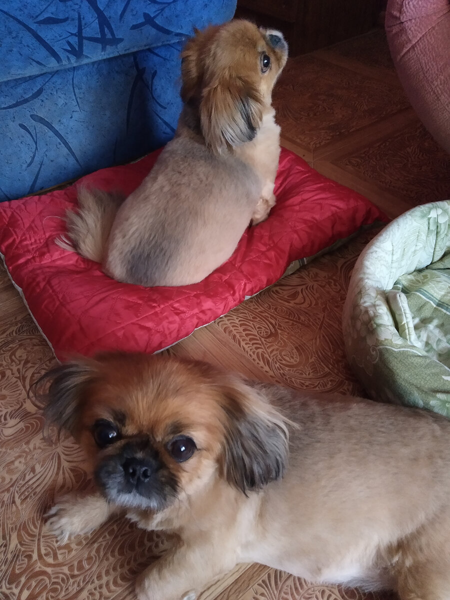 Джесси и Джемма