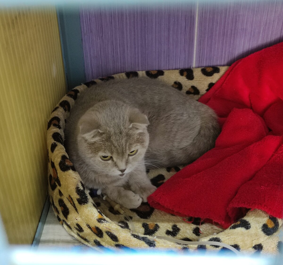 Пациент клиники