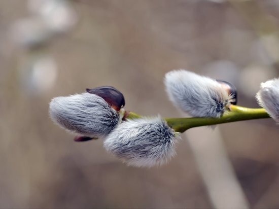     freeimages.com