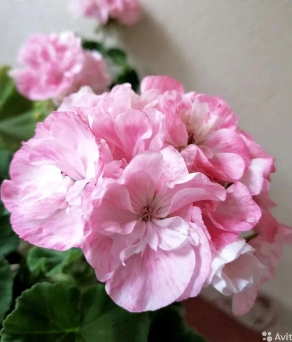 Lady Mavis Pilkington  - то самое редкое исключение из правил. Ей позволяю цвести на стары побегах, если вижу, что куст нормально вышел из зимы. Она не тянется от слова совсем. Хорошо "держит потенциал" и долго не стареет. 