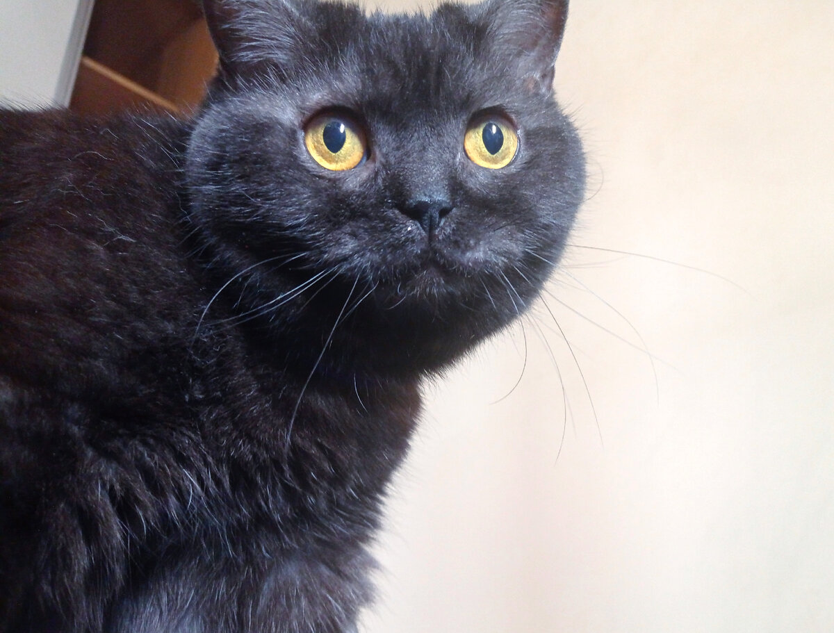 Кошкинья, ничего не бреет и не носит каблуки