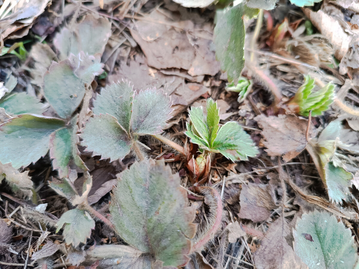 Клубника начинает расти