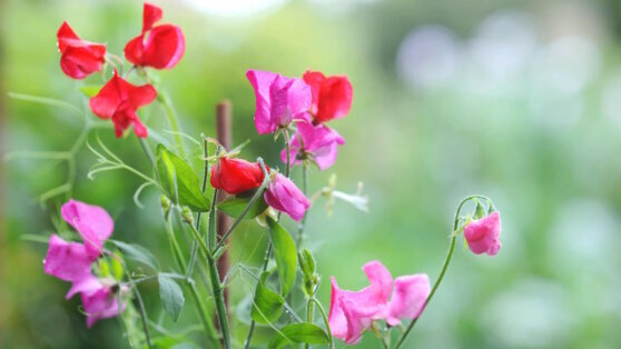    Как посеять душистый горошек на рассаду Юлия Шелковенко