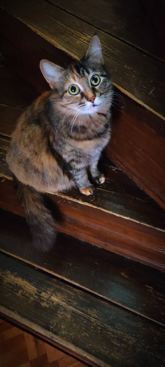 Кот на лестнице. POCO X3.