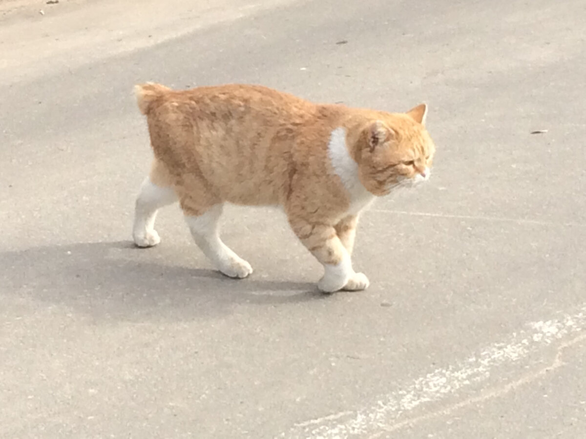 🐱 Кот-террорист появился у нас. Мои кошки в шоке | Коты&Люди | Дзен