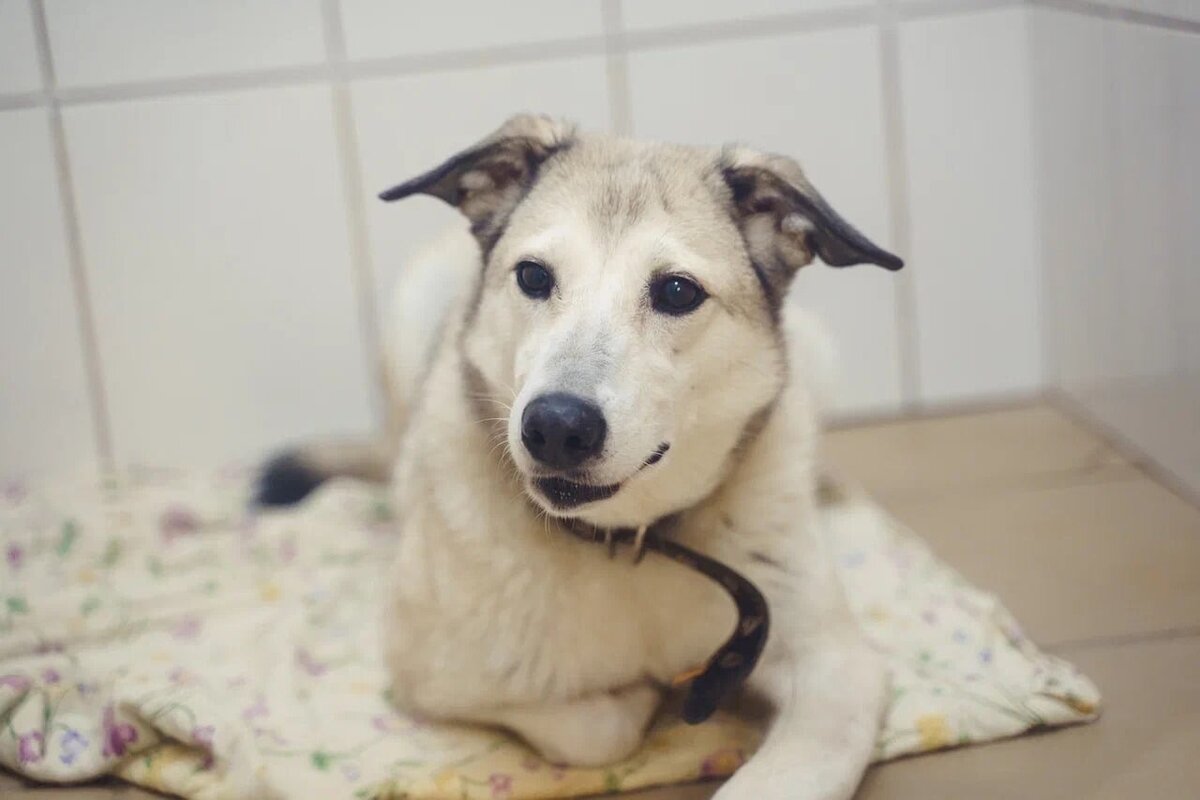 Добрая и милая девочка Вега