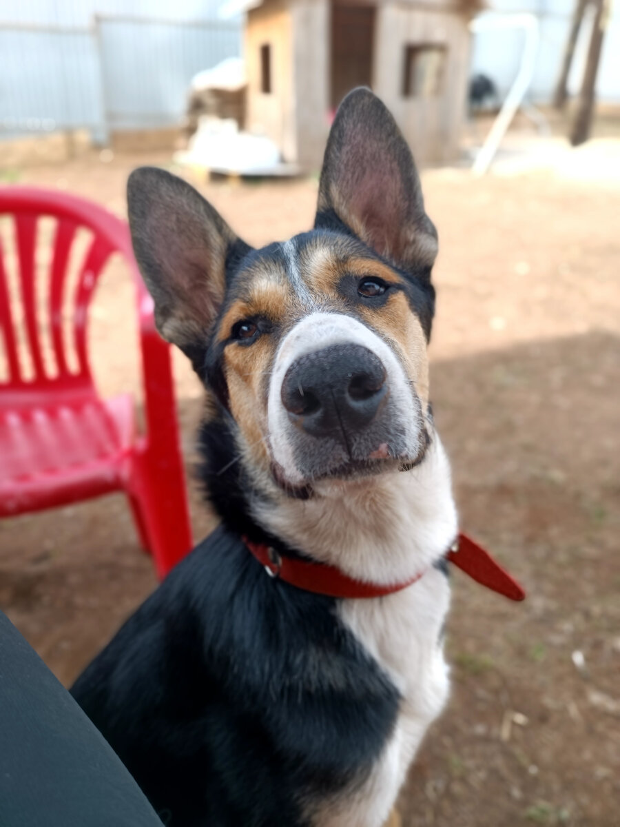 С такими ушами Дюна, вероятно, слышит гораздо больше остальных :)